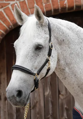 PEI Padded Leather Headcollar