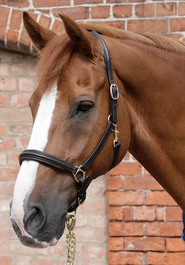 PEI Padded Leather Headcollar