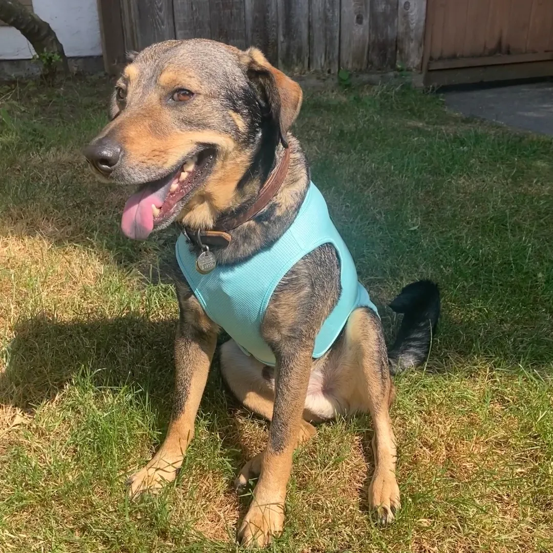 Zephyr Cooling Dog Vest