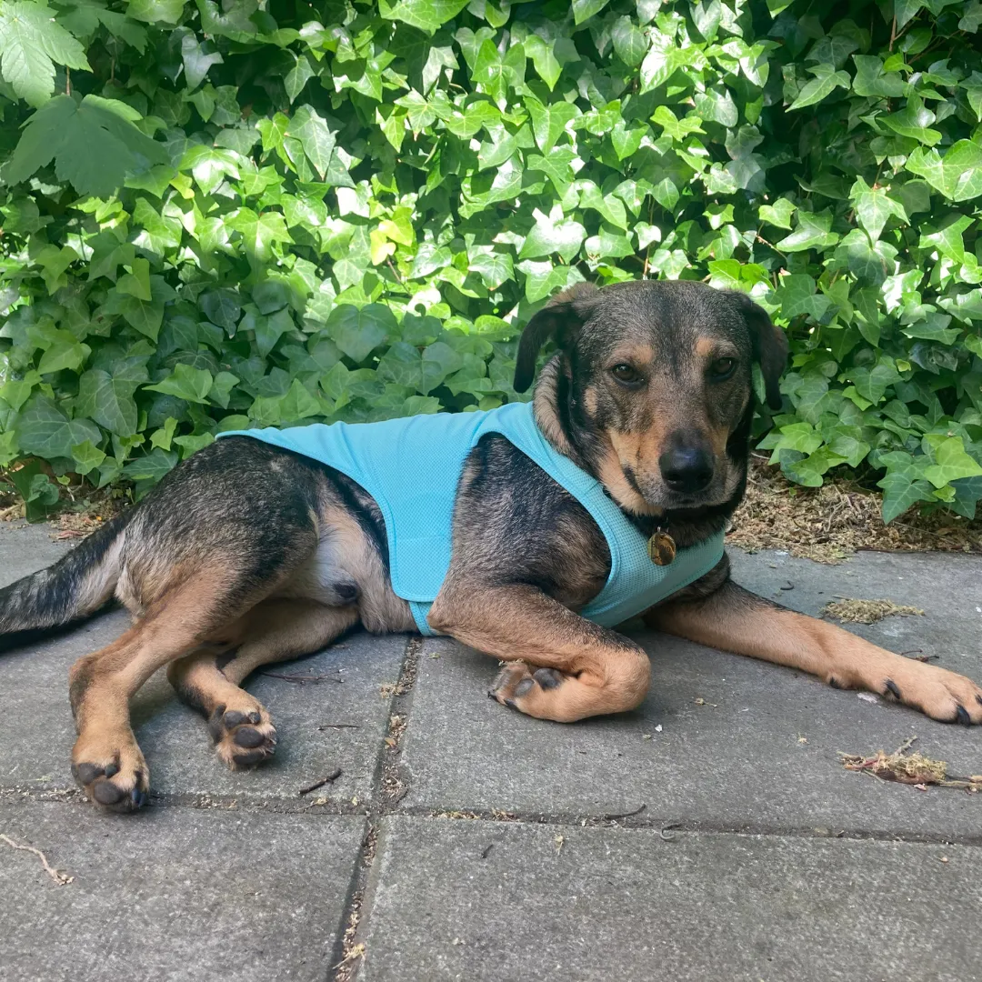 Zephyr Cooling Dog Vest